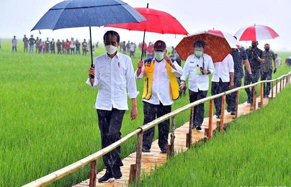 Momen Jokowi Pakai Payung di Sumba Tengah dan Komitmen Membangun NTT Presiden Jokowi meninjau lumbung pangan atau food estate di Desa Makata Keri, Kecamatan Katiku Tana, Kabupaten Sumba Tengah, Provinsi Nusa Tenggara Timur (NTT) pada Selasa (23/2/21).