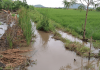 Karena Proyek SP, Rumah dan Sawah Milik Warga Waekokak Terendam Banjir Pasca banjir yang merendam area persawahan Waekokak.