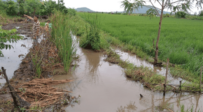 Karena Proyek SP, Rumah dan Sawah Milik Warga Waekokak Terendam Banjir Pasca banjir yang merendam area persawahan Waekokak.