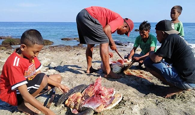 Berburu Paus, Justru Penyu Yang Ditangkap Penyu Lamalera
