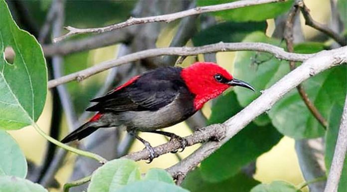 NTT Jadi Target Perburuan Burung Berharga Mahal, Oknum Aparat Terlibat Jenis burung baru yang ditemukan LIPI di Pulau Rote, NTT, dan diberi nama ilmiah Myzomela Irianawidodoae, sebuah nama yang diambil dari nama ibu negara, Iriana Widodo.
