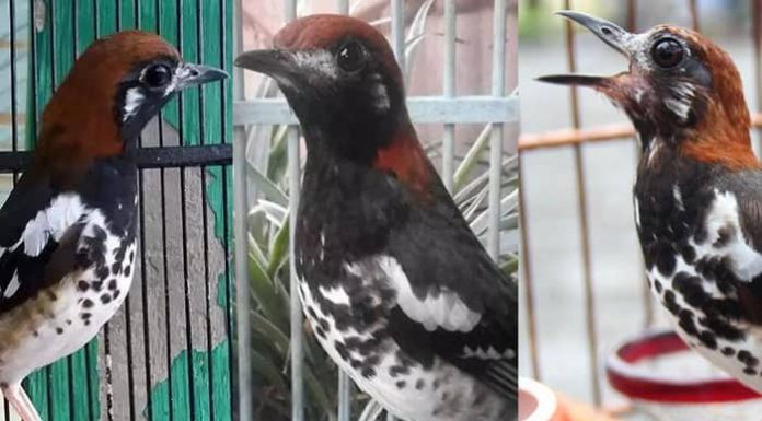 Polisi di Bima Tangkap Penyelundup Ratusan Burung dari Alor Alor dan sebagian wilayah di NTT menjadi habitan burung Punglor jenis ini.