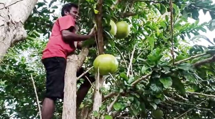 Pohon Boko, Pohon Rejeki Yang Tumbuh Liar di Pulau Timor Pohon Boko