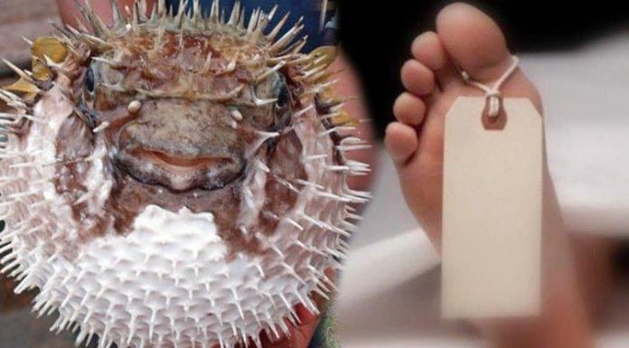 Fakta Mengerikan tentang Ikan Buntal dan Penyebab 4 Warga Sikka Meninggal Dunia Menurut dokter kevin, hingga saat ini, belum ditemukan obat untuk mengatasi keracunan tetrodotoksin akibat konsumsi ikan buntal.
