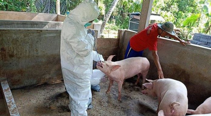 Presiden Duterte Ancam Suntik Warganya Pakai Vaksin Babi Ultimatum Duterte ini bukan tanpa alasan. Sebab angka peminta vaksin Corona cenderung rendah di Filipina.