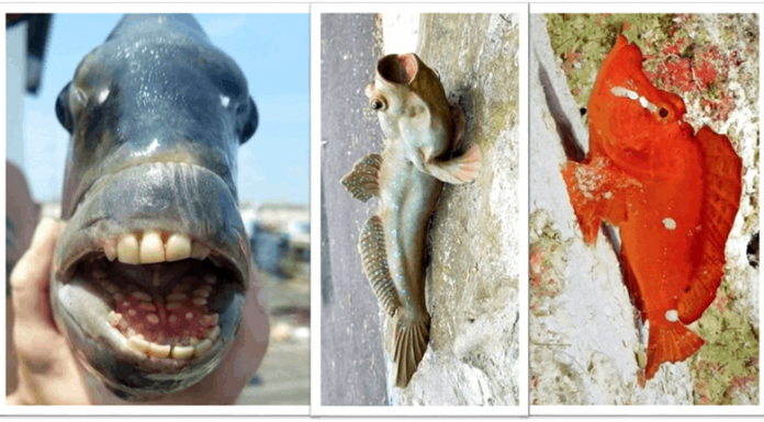 Ikan Aneh, Gigi Mirip Manusia, Bisa Panjat Tebing, Hingga Berjalan Pakai Sirip Penampakan ikan Sheepshead, 'O'opu, dan Rhinopias agriloba.