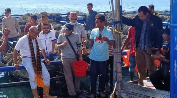 Polda NTT Diminta Tetapkan Tersangka Proyek Benih Ikan Kerapu Gubernur NTT, Viktor Laiskodat saat meninjau keramba ikan kerapu di Wae Kelambu, Kamis (25/6/2020).