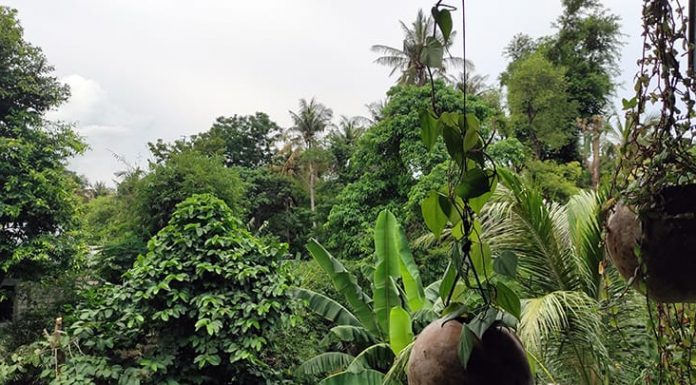 Wali Kota Ajak Tanam Pohon, Ciptakan Lingkungan Hijau di Kota Kupang hutan di naikoten 1 kota kupang