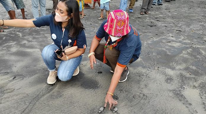 Bupati Lembata Bersama KSPL Lepas Ratusan Tukik di Pantai Bour Ketua Penggerak PKK Lembata, Marian Natalia Sadipun sedang melepas Tukik di Pantai Bour, Jumat (22/4/22) sore.