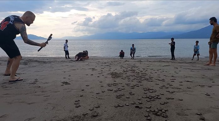 Bule-Bule Ke Lembata, Saksikan Penyu Bertelur Hingga Lepas Tukik Ke Laut lepas tukik ke laut