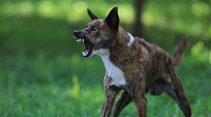 Hanya Satu Pulau di NTT Yang Bebas Rabies, Dua Kabupaten Berstatus KLB Segera cari perawatan medis setelah gigitan atau dicurigai gigitan. Tidak ada pengobatan khusus untuk rabies. Setelah gejala muncul, hal ini hampir selalu fatal. Vaksin dapat mencegah infeksi.