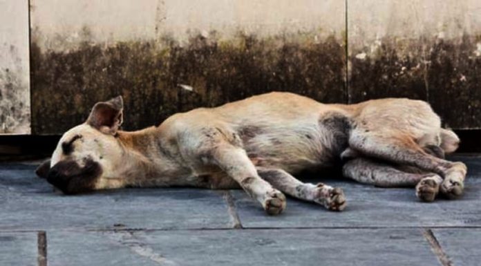 Makan Anjing Mati, 1 Meninggal, 10 Dirawat Para korban makan daging itu pada Jumat (24/9/23) malam. Anjing tersebut diperoleh dari seorang warga bernama Paulus Pita, umur 73 tahun.