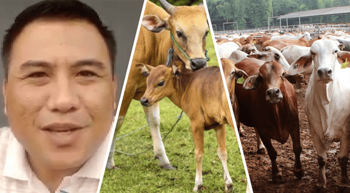 Peternakan Terancam Punah: Saatnya Hentikan Ketergantungan Impor