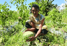 Saat Air Hilang, Hortikultura Jadi Harapan Petani Aeramo Jeck, petani di Kampung Lego, Desa Aeramo, Kecamatan Aesesa, Kabupaten Nagekeo.