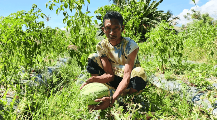 Saat Air Hilang, Hortikultura Jadi Harapan Petani Aeramo Jeck, petani di Kampung Lego, Desa Aeramo, Kecamatan Aesesa, Kabupaten Nagekeo.