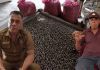Tanam Sengon, Panen Porang, Beli Mobil