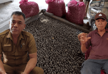 Tanam Sengon, Panen Porang, Beli Mobil