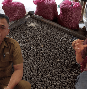 Tanam Sengon, Panen Porang, Beli Mobil