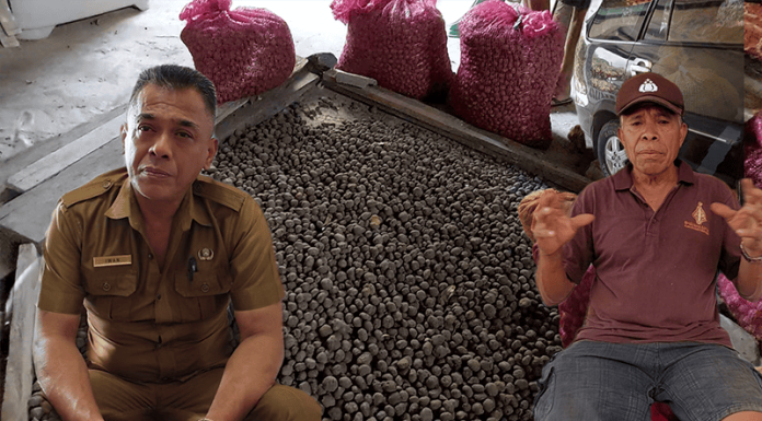Tanam Sengon, Panen Porang, Beli Mobil